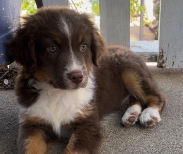 Medium Photo #1 Australian Shepherd Puppy For Sale in COULTERVILLE, CA, USA