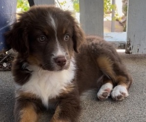 Australian Shepherd Puppy for sale in COULTERVILLE, CA, USA