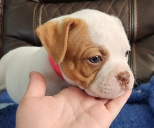 American Bulldog Puppy for sale in MEBANE, NC, USA