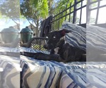 Small #2 Catahoula Leopard Dog-Whippet Mix