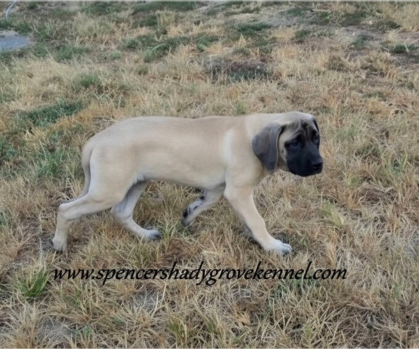 Medium Photo #3 Mastiff Puppy For Sale in CABOOL, MO, USA
