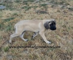 Heidi - Female Mastiff Puppy for Sale - Photo #3