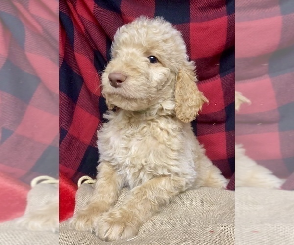 Medium Photo #2 Goldendoodle Puppy For Sale in BARDSTOWN, KY, USA