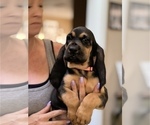 Small Photo #2 Bloodhound Puppy For Sale in STOCKTON, CA, USA