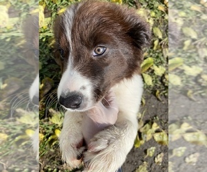 Border Collie Puppy for sale in PLYMOUTH, IN, USA