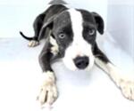 Small #1 American Pit Bull Terrier
