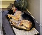 Small Photo #5 German Shepherd Dog Puppy For Sale in Roseville, MN, USA