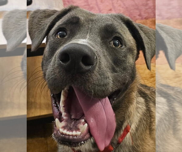 Medium Photo #5 Black Mouth Cur-Labrador Retriever Mix Puppy For Sale in Canton, CT, USA