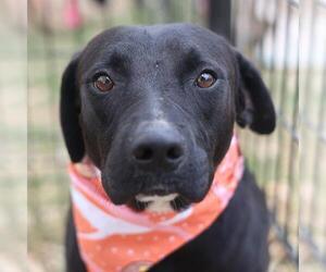 Labrador Retriever-Unknown Mix Dogs for adoption in San Antonio, TX, USA