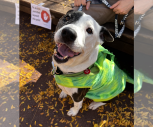 PETEY - Male Mutt Dog for Adoption - Photo #5