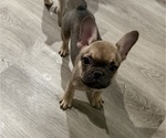 Small #1 French Bulldog