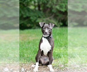 Border Collie-Unknown Mix Dogs for adoption in Belleville, IL, USA
