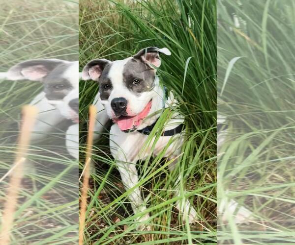 Medium Photo #9 American Bulldog Puppy For Sale in Pompano Beach , FL, USA