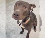 Small #1 American Pit Bull Terrier Mix
