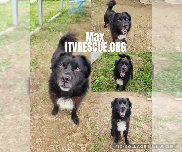 Medium Photo #6 Border Collie-Unknown Mix Puppy For Sale in Evansville, IN, USA
