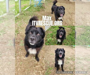 Max - Male Border Collie-Unknown Mix Dog for Adoption - Photo #6