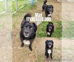 Small Photo #6 Border Collie-Unknown Mix Puppy For Sale in Evansville, IN, USA