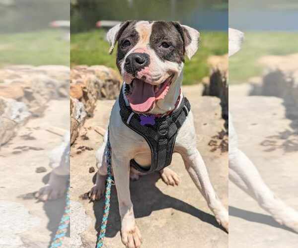 Medium Photo #3 American Bulldog-Unknown Mix Puppy For Sale in Anniston, AL, USA
