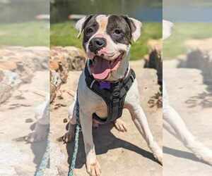 Pretty Boy - Male American Bulldog-Unknown Mix Dog for Adoption - Photo #3