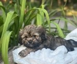 Small #6 Cava-Tzu