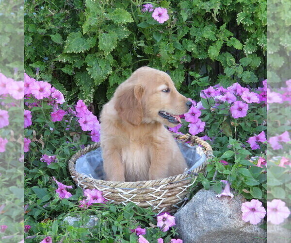 Medium Photo #29 Golden Retriever Puppy For Sale in THORP, WI, USA