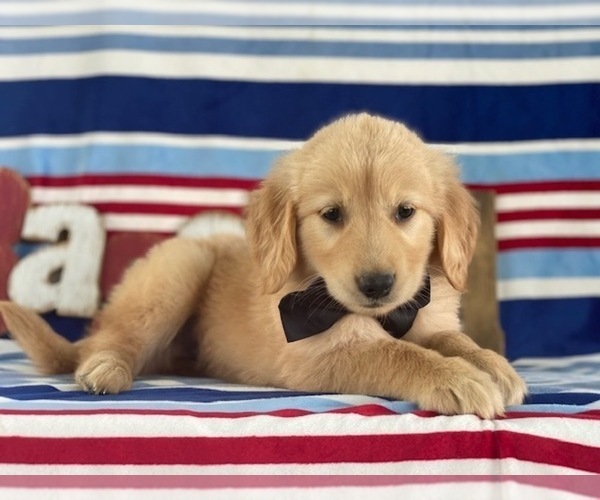 Medium Photo #3 Golden Retriever Puppy For Sale in LANCASTER, PA, USA