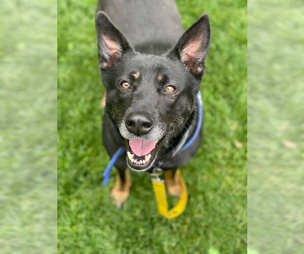 Medium Photo #4 Mutt Puppy For Sale in Brewster, NY, USA