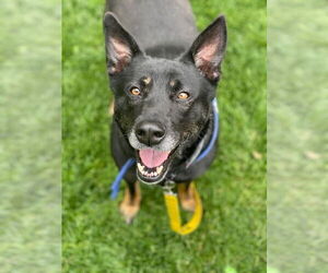 Waffles aka Mrs. WooWoo - Female Mutt Dog for Adoption - Photo #4