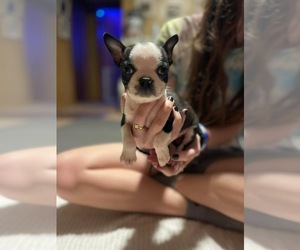 Boston Terrier Puppy for sale in BROOKVILLE HEIGHTS, IN, USA