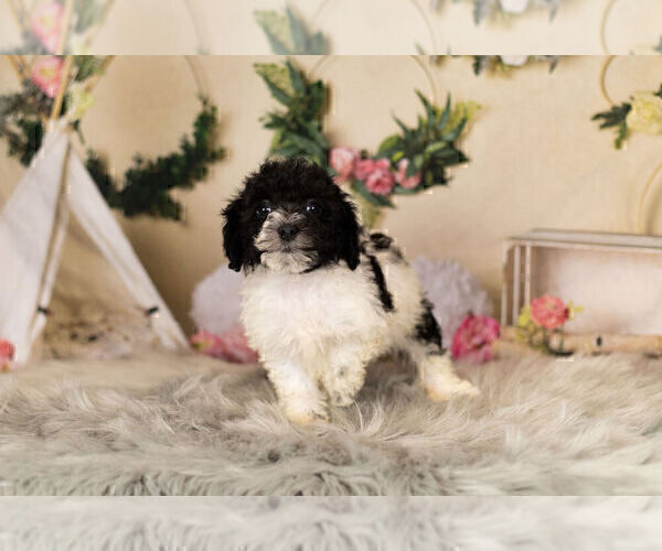 Medium Photo #8 Zuchon Puppy For Sale in WARSAW, IN, USA