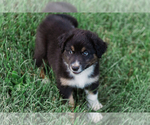 Small Photo #29 Australian Shepherd Puppy For Sale in ARODA, VA, USA