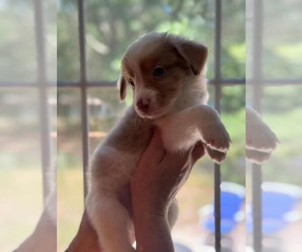 Medium Photo #3 Border-Aussie Puppy For Sale in ORLANDO, FL, USA