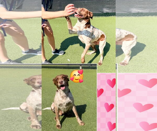 Medium Photo #2 Brittany-German Shorthaired Pointer Mix Puppy For Sale in Curwensville, PA, USA