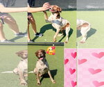 Small #1 Brittany-German Shorthaired Pointer Mix