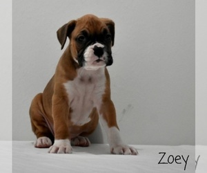 Boxer Puppy for sale in SHIPSHEWANA, IN, USA