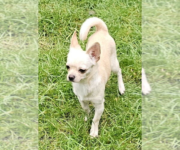 Medium Photo #2 Chug Puppy For Sale in Olalla, WA, USA