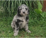 Small #2 Poodle (Standard)