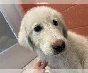 Pyrenees Husky Dogs for adoption in Pueblo, CO, USA
