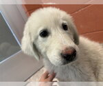 Small Pyrenees Husky