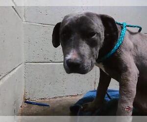 Mutt Dogs for adoption in Tulsa, OK, USA