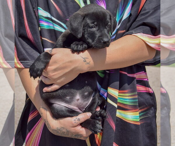 Medium Photo #3 American Bulldog-Chocolate Labrador retriever Mix Puppy For Sale in Huntley, IL, USA