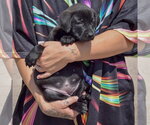 Small #2 American Bulldog-Chocolate Labrador retriever Mix