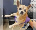 Small #3 Chihuahua
