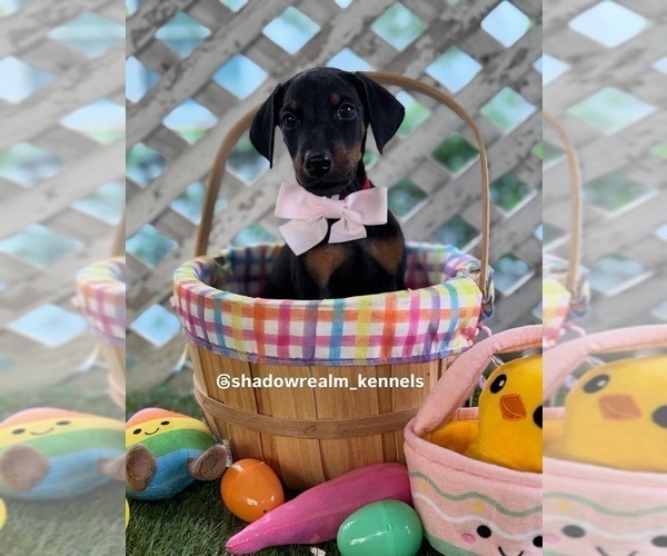 Medium Photo #1 Doberman Pinscher Puppy For Sale in HOLLYWOOD, FL, USA