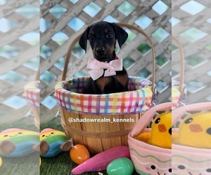 Medium Doberman Pinscher