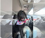 Small #8 Labradoodle
