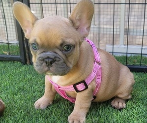 French Bulldog Puppy for sale in LAS VEGAS, NV, USA