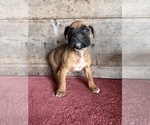 Small #2 Boxer