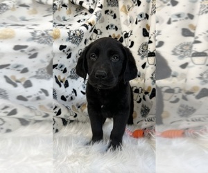 Labrador Retriever Dog for Adoption in NOBLESVILLE, Indiana USA