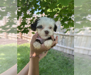 Havanese Puppy for sale in CAMBRIDGE, NE, USA